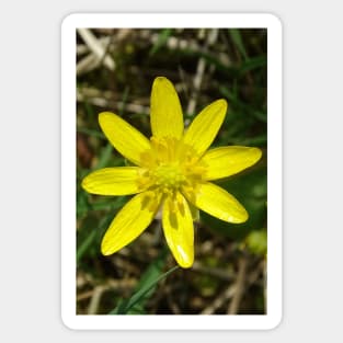 Lesser Celandine Sticker